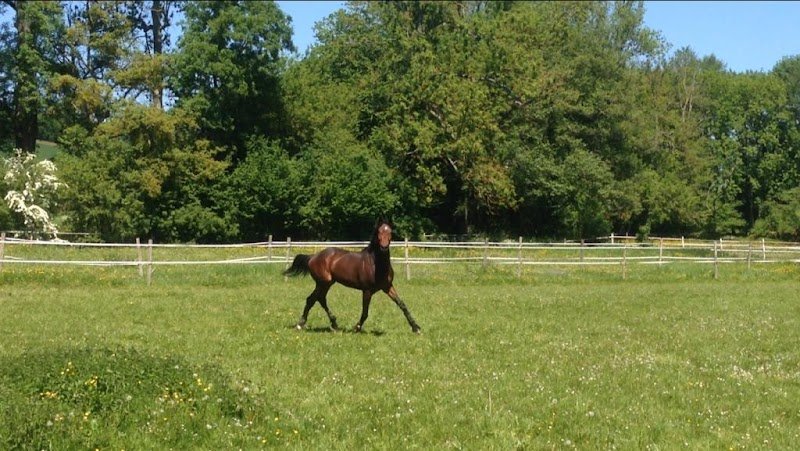 Ecurie etienne dusart - photo 3