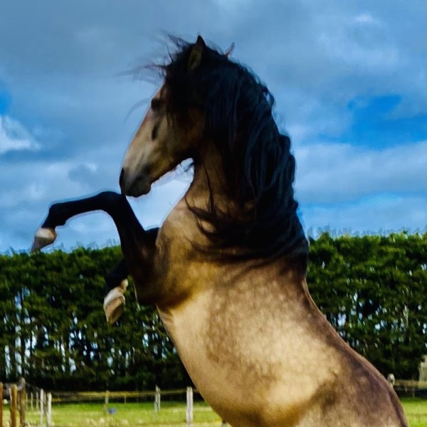 Haras Prynn - photo 1