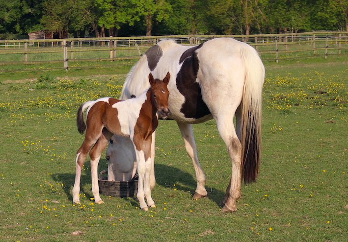 Haras Prynn - photo 2