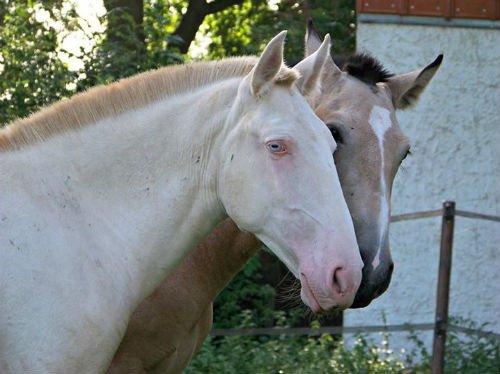 Haras Prynn - photo 3