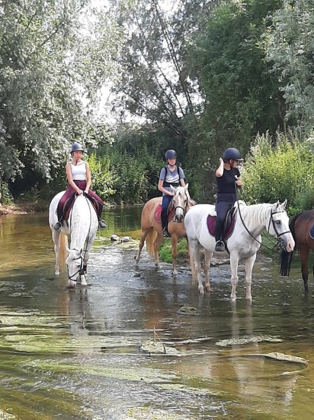 Ecuries de Suisnes - Poney Club - Pension Cheval - photo 3