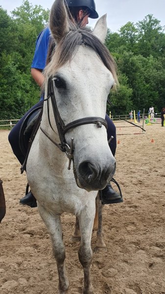 Écurie de l'Orée du Bois - photo 1