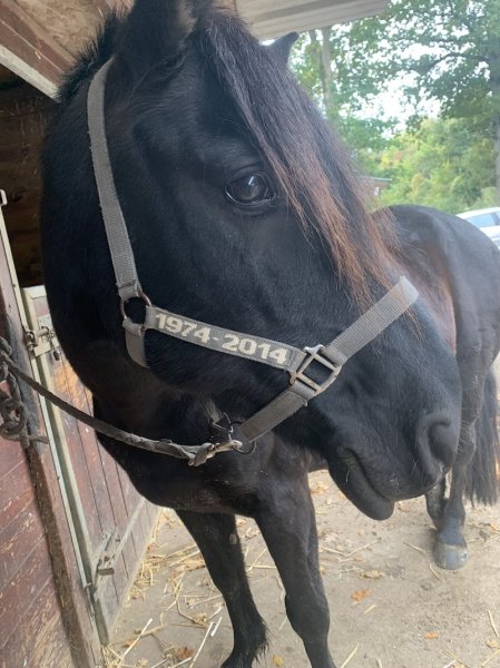 Écurie de l'Orée du Bois - photo 2