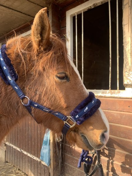 Écurie de l'Orée du Bois - photo 3