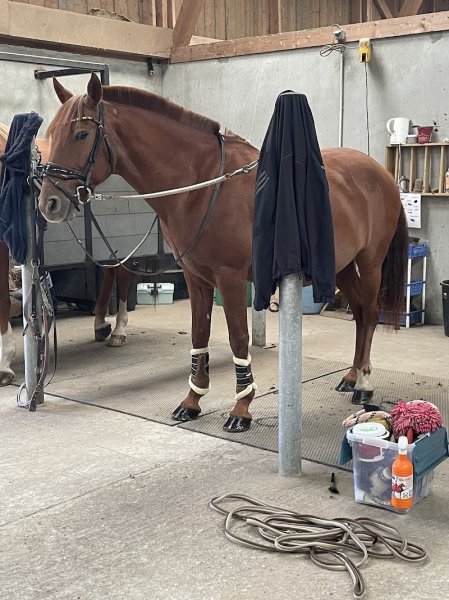 EARL ÉCURIE DAUCOURT JULIE - photo 1