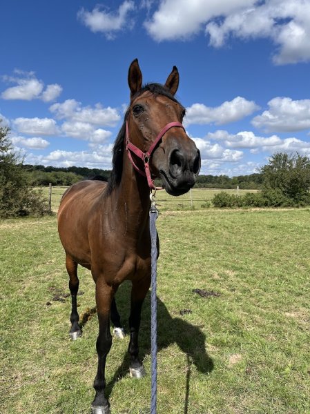 Écurie de La Minière - photo 2