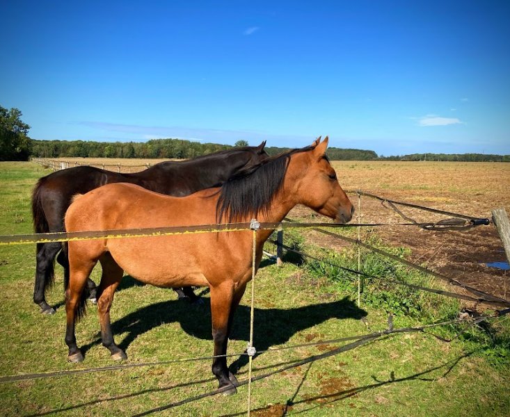 Les Écuries de La Massicoterie - photo 1