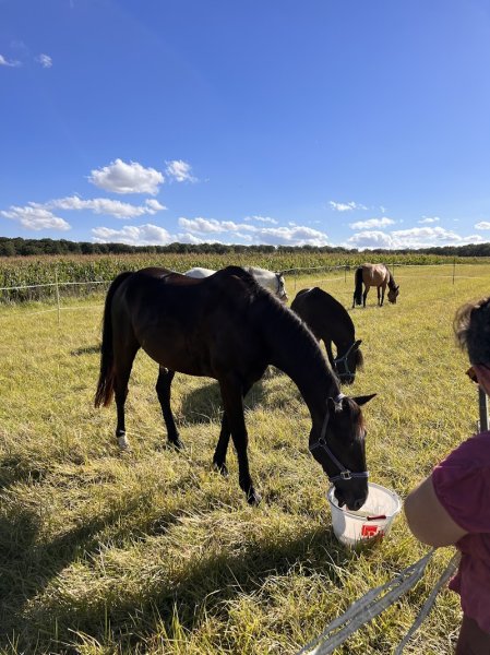 Les Écuries du Grand Chemin - photo 2
