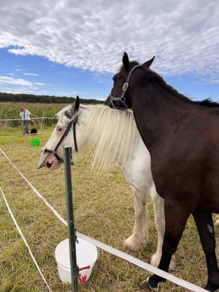 Les Écuries du Grand Chemin - photo 3
