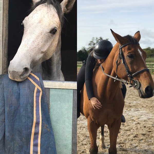 HARAS DE LA FRESNAY - photo 1