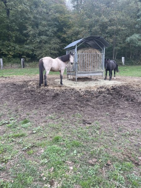 Écurie de saint Arnoult - photo 2