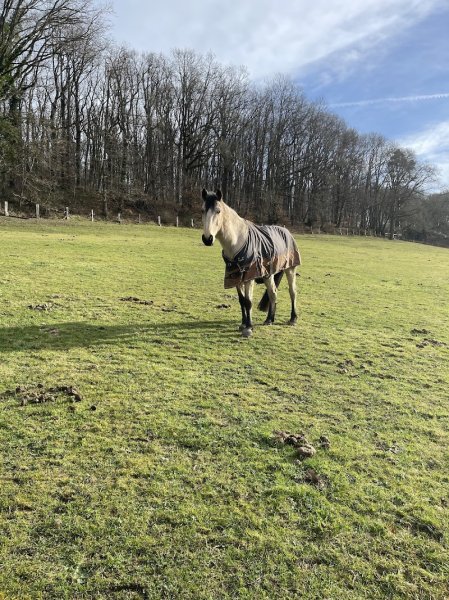 Écurie de saint Arnoult - photo 3