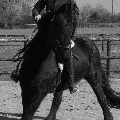 Pension Chevaux - Le Domaine de Fee