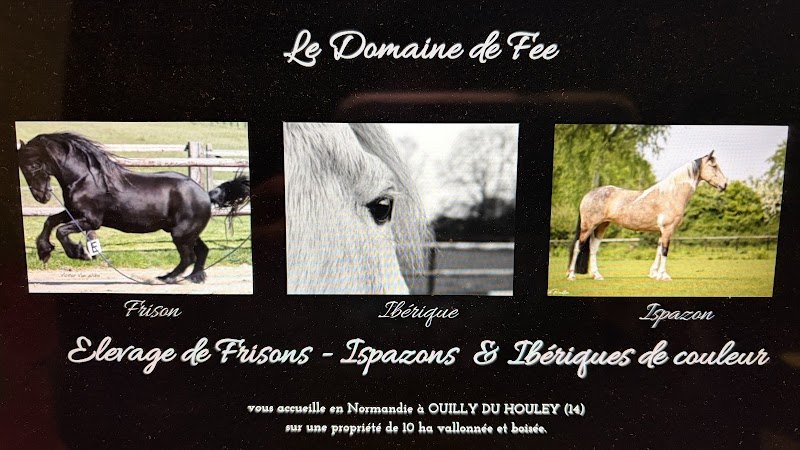 Pension Chevaux - Le Domaine de Fee - photo 2