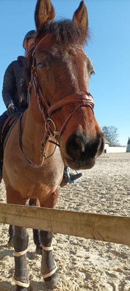 Les Écuries des fées - photo 3