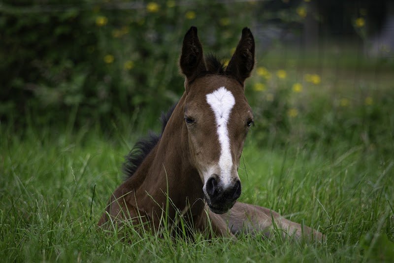 Écurie de Boucheville