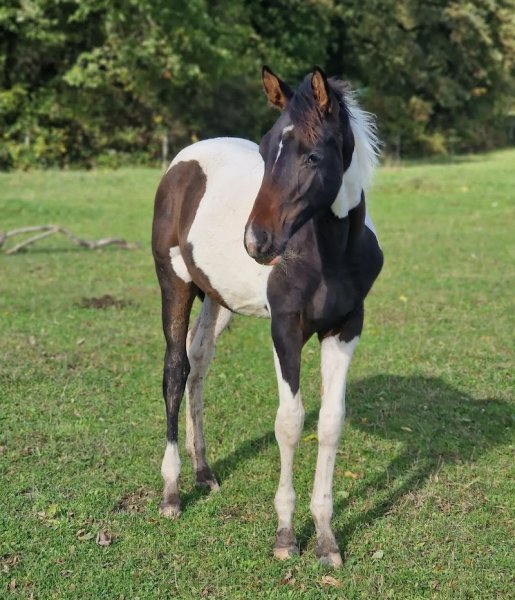 Ferme Equestre Le Petit Sault - photo 2