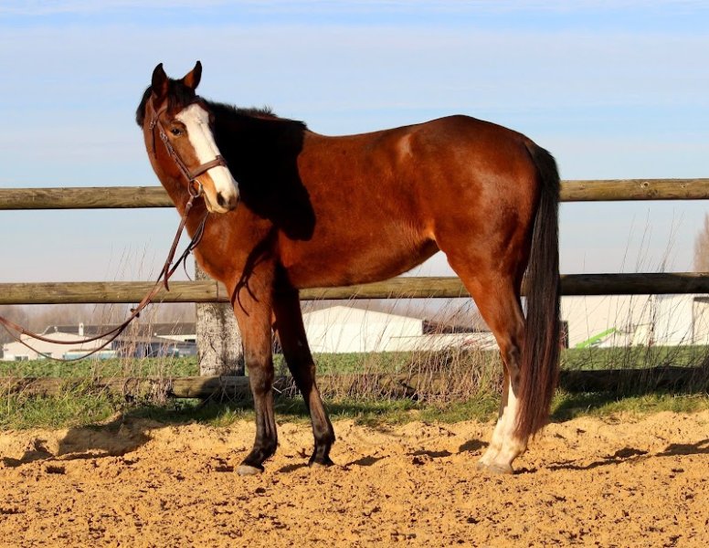 Les écuries d'Hélanie/ élevage de chevaux et poneys de sport - photo 2