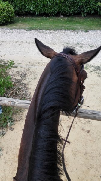 Les écuries d'Hélanie/ élevage de chevaux et poneys de sport - photo 3