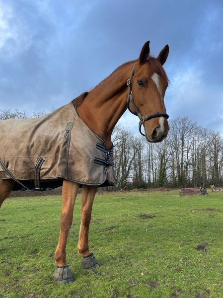 ecurie marine soule - photo 1