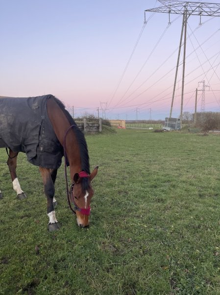 ecurie marine soule - photo 3