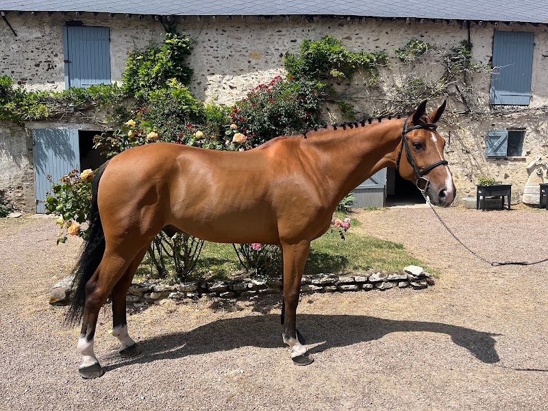 JeremyLD Sport-Horses