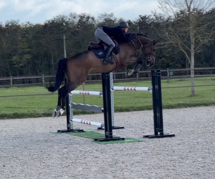 JeremyLD Sport-Horses - photo 2