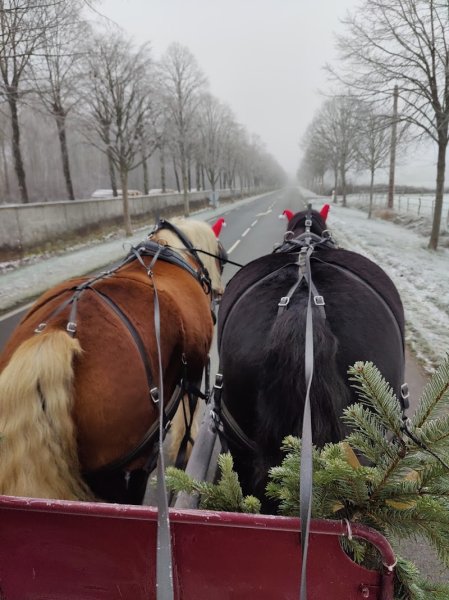 Poney club du champ brûlé