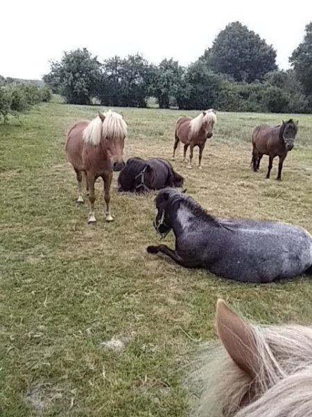 Poney club du champ brûlé - photo 2