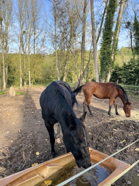 Les Ecuries Dorival - photo 2