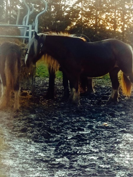 Les Ecuries de Breteuil - photo 2