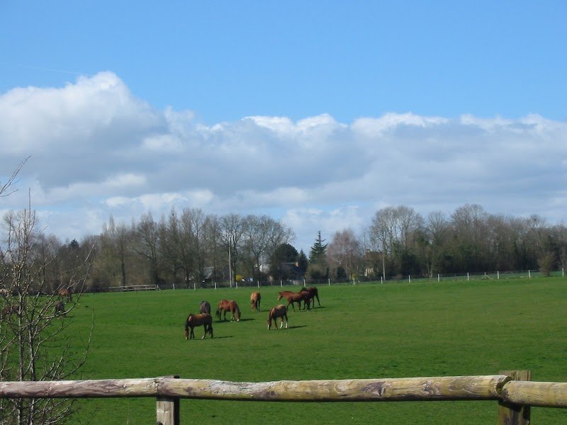 Ecurie Les Grainvilleries. centre equestre, pensions pour chevaux - photo 1