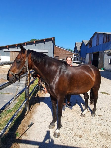 Ecurie Les Grainvilleries. centre equestre, pensions pour chevaux - photo 3