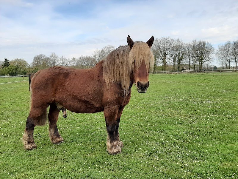 Pension de chevaux de l'Elev'Haras - photo 2