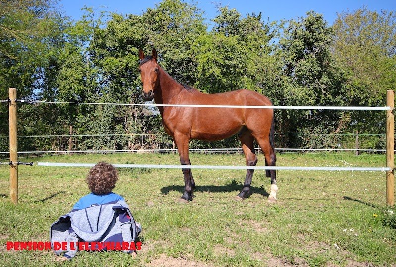 Pension de chevaux de l'Elev'Haras - photo 3