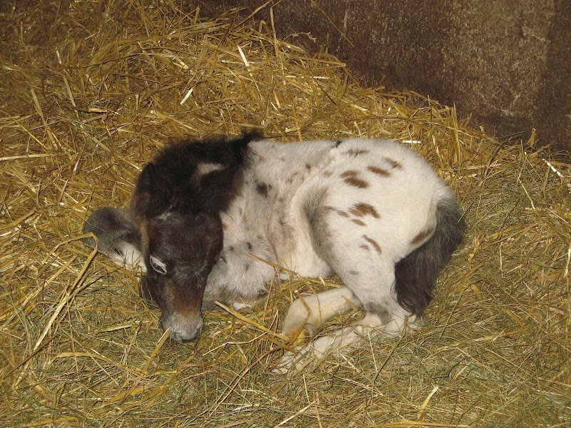 Haras des Moutonnières - photo 3
