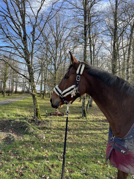 Écurie Les Poupinières