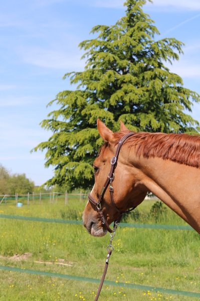 Écurie Les Poupinières - photo 2