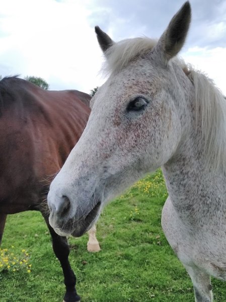 CENTRE EQUESTRE DE LONGVILLIERS