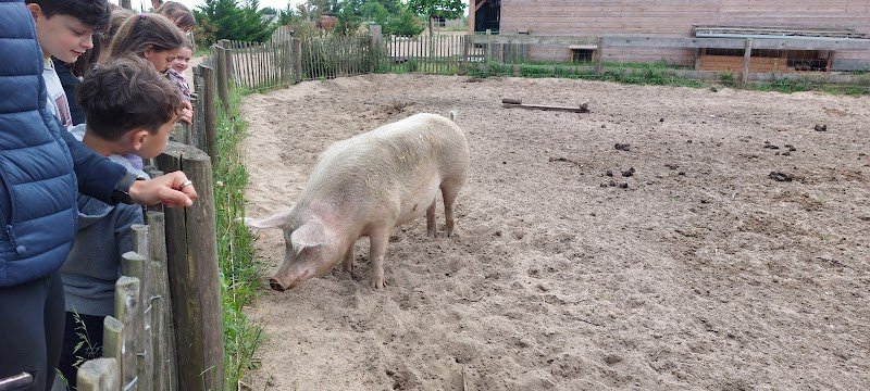 Écurie Schauly - Le Comptoir du Cavalier - photo 3