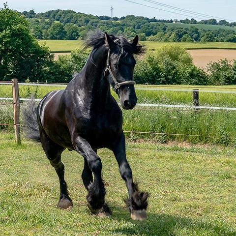 HARAS DU MOULIN - photo 2