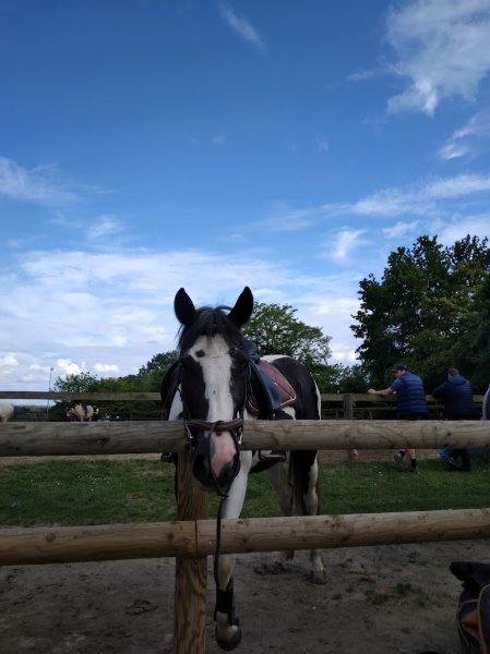 Allonnes Cheval - photo 2