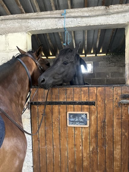 Les écuries de l'espoir - photo 3