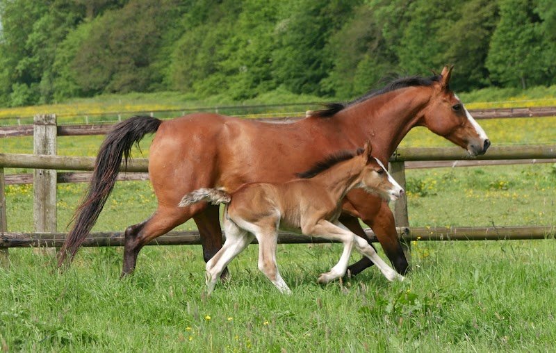 Cls Les Chevaux D Abbecourt - photo 3