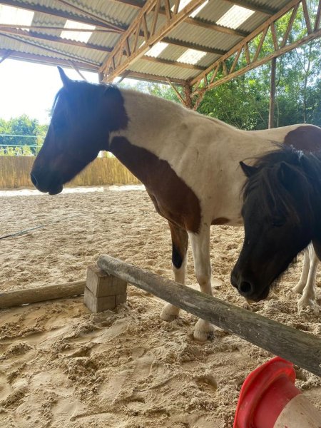 Les Écuries d'Attez - photo 3