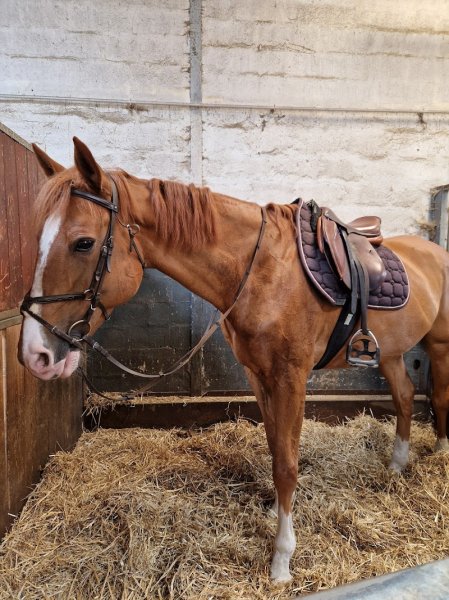 Les Écuries de la Vignerie - photo 1