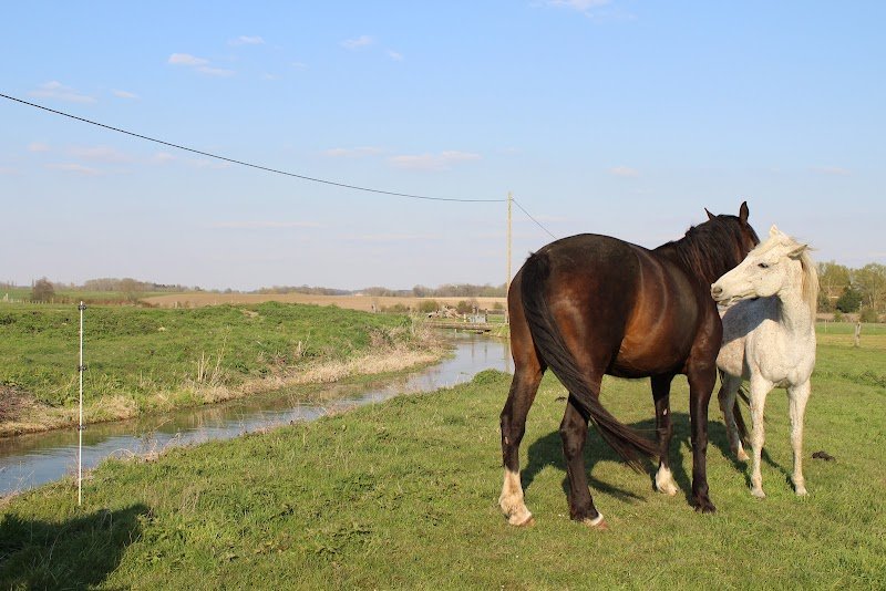 Haras de Neuvillette - Pension chevaux - photo 2