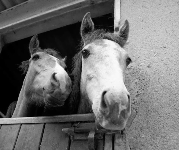 Haras du Val des Genêts