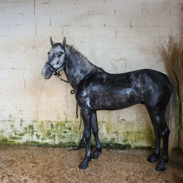 Haras du Val des Genêts - photo 3