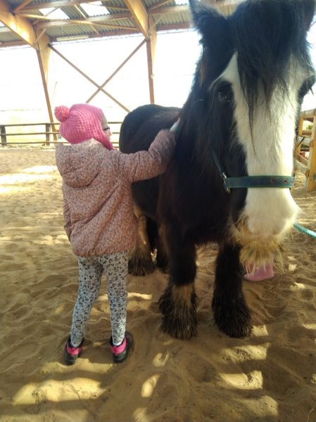 LES CHEVAUX DE MAROLLES - photo 3